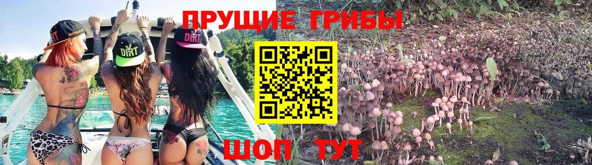 Галлюциногенные грибы Psilocybine cubensis Архангельск